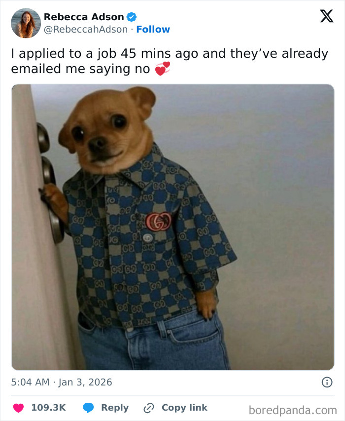 A tweet showing a chihuahua in a patterned shirt and jeans, representing the painful reality of a quick job rejection.
