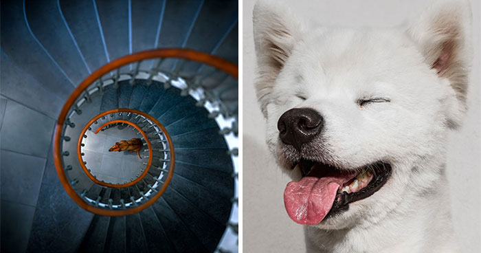 21 Stunning Photos From The reFocus Color Photography Contest Celebrating The Beauty Of Domestic Animals