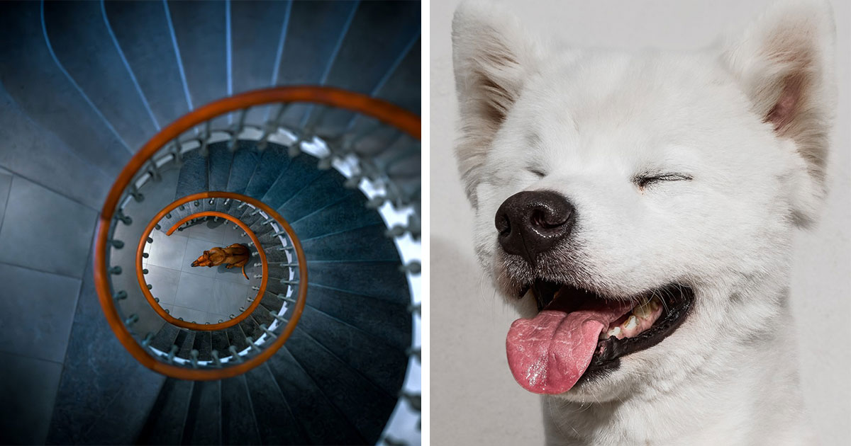 21 Stunning Photos From The reFocus Color Photography Contest Celebrating The Beauty Of Domestic Animals