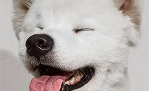 21 Stunning Photos From The reFocus Color Photography Contest Celebrating The Beauty Of Domestic Animals