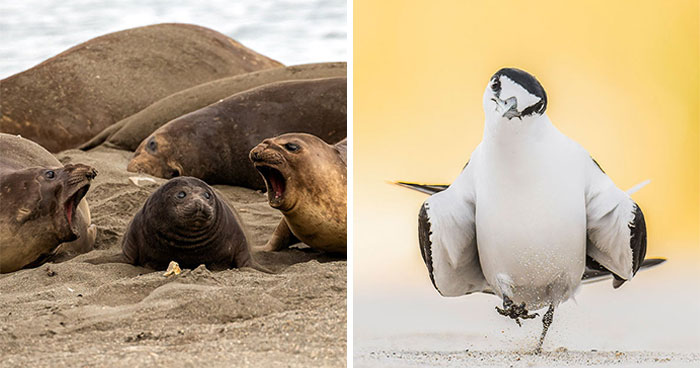 70 Breathtaking Photos Shortlisted For Australian Geographic Nature Photographer Of The Year