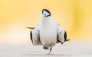 70 Breathtaking Photos Shortlisted For Australian Geographic Nature Photographer Of The Year