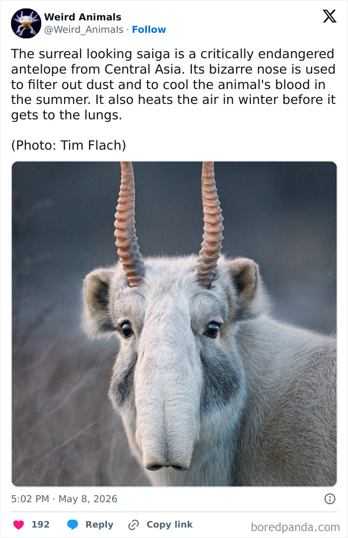 A close-up of a critically endangered saiga antelope, one of the fantastical animals you probably wont believe exist.