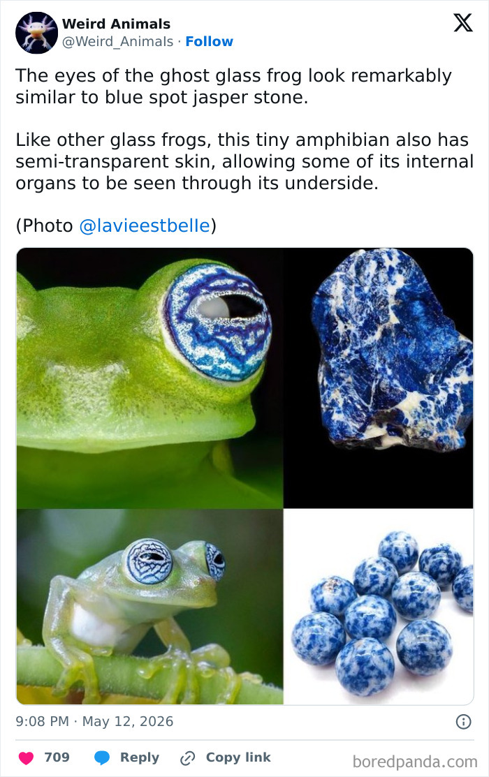 The ghost glass frog with its remarkable blue spot jasper-like eyes, highlighting fantastical animals.