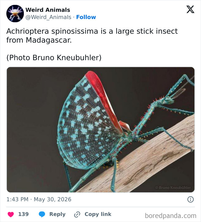 An Achrioptera spinosissima, a large stick insect, showcasing the fantastical animals you probably wont believe exist.