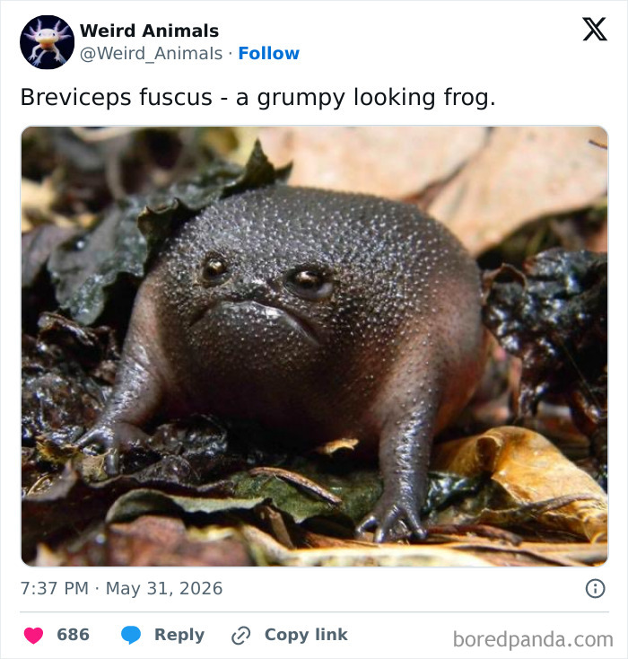 A plump, grumpy Breviceps fuscus frog, one of the fantastical animals you probably wont believe exist.