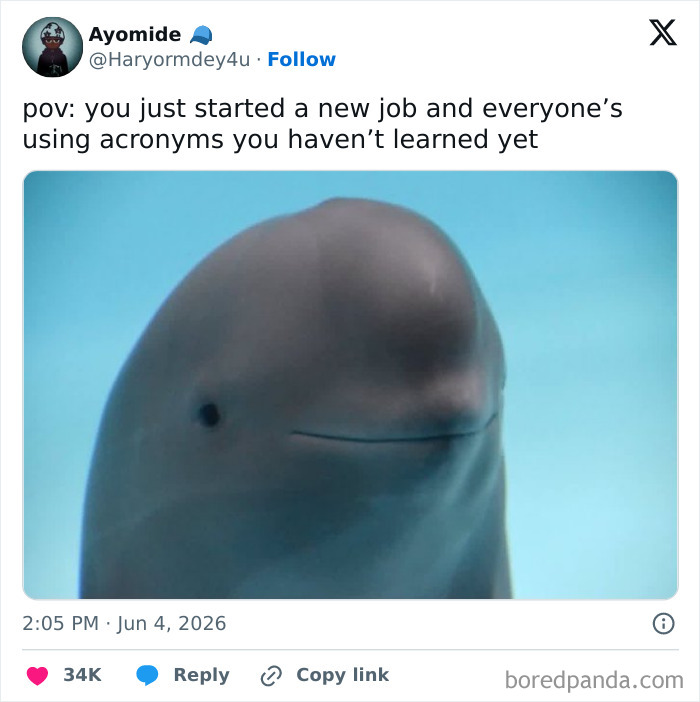 A tweet shows a funny dolphin meme about a new 9-to-5 job where everyone uses unfamiliar acronyms.