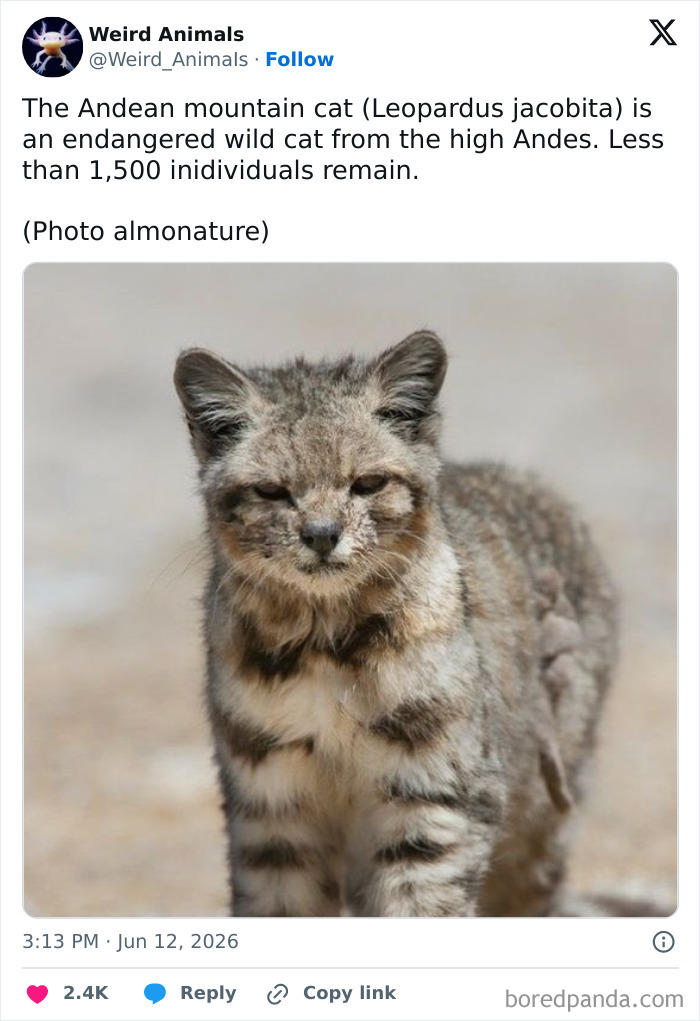 A majestic, fantastical Andean mountain cat with striped fur, looking directly at the camera in a natural outdoor setting.