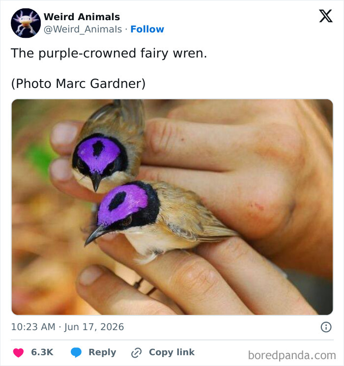 Close-up of two small, fantastical purple-crowned fairy wrens perched on a person's fingers, showing their vibrant plumage.