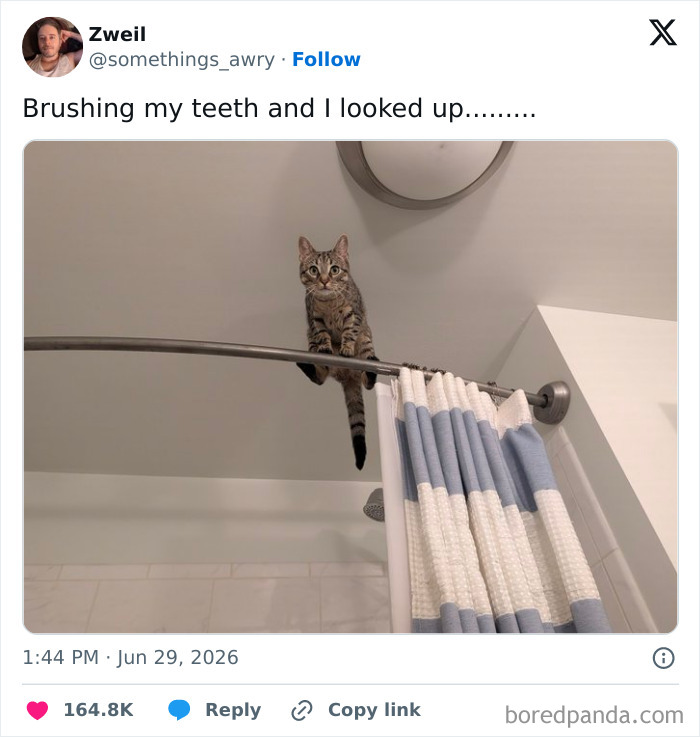 A funny image of a cat balancing on a shower curtain rod, illustrating humor from people on Twitter.