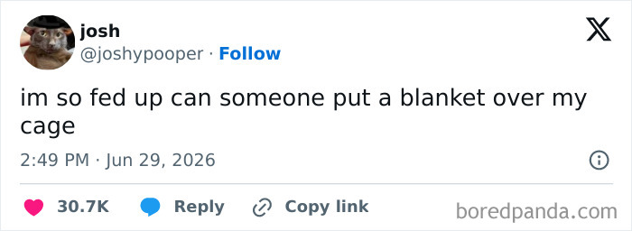 A screenshot of a funny tweet by joshypooper saying 'im so fed up can someone put a blanket over my cage'. Funnier on Twitter.