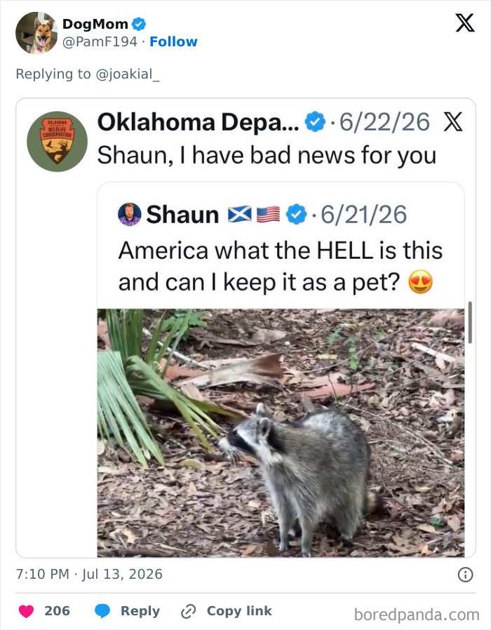 A social media post featuring a raccoon, part of a collection of memes about Erling Haaland and his raccoon. A social media post featuring a raccoon, part of a collection of memes about Erling Haaland and his raccoon.