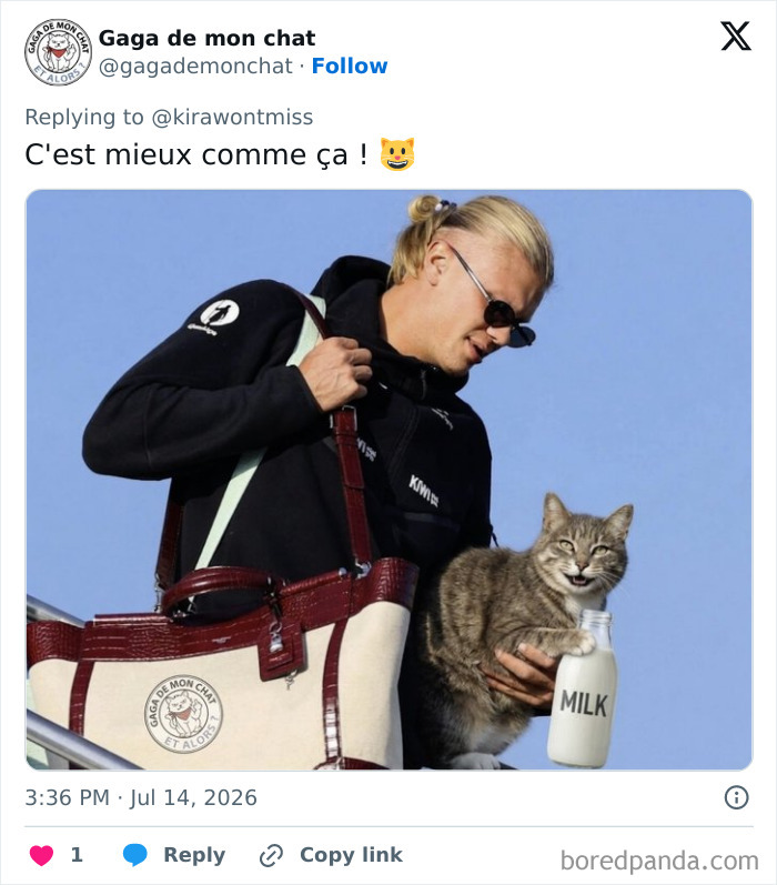 A meme showing Erling Haaland arriving with a cat and milk bottle, a spin on his viral raccoon arrival. A meme showing Erling Haaland arriving with a cat and milk bottle, a spin on his viral raccoon arrival.