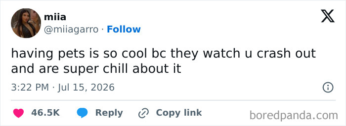 Funny July tweet about pets being chill when you crash out.