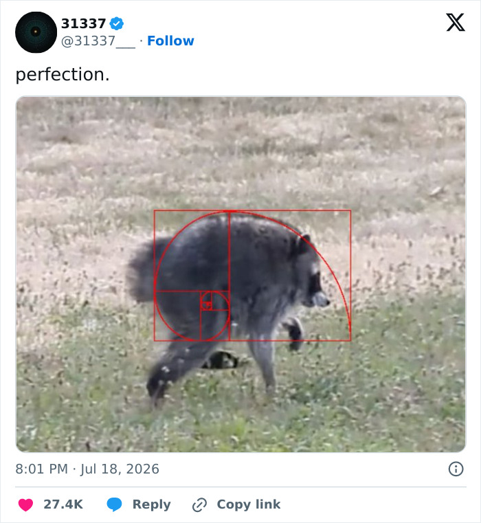 A raccoon named Jimothy with a Fibonacci spiral overlay, highlighting the unusual shape, part of a collection of Jimothy memes.