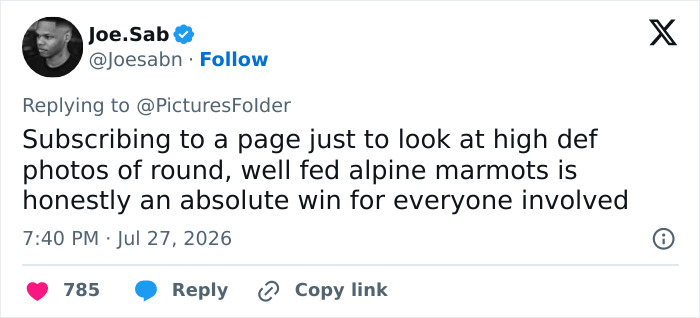 A viral tweet from Joe.Sab praising high-definition photos of alpine marmots as an absolute win. A viral tweet from Joe.Sab praising high-definition photos of alpine marmots as an absolute win.