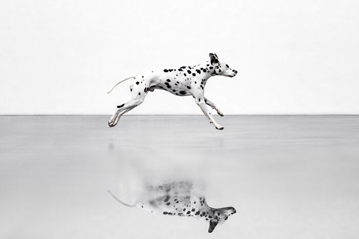 Domestic Animals Category, Honorable Mention: "City Reflections" By Samara Valent