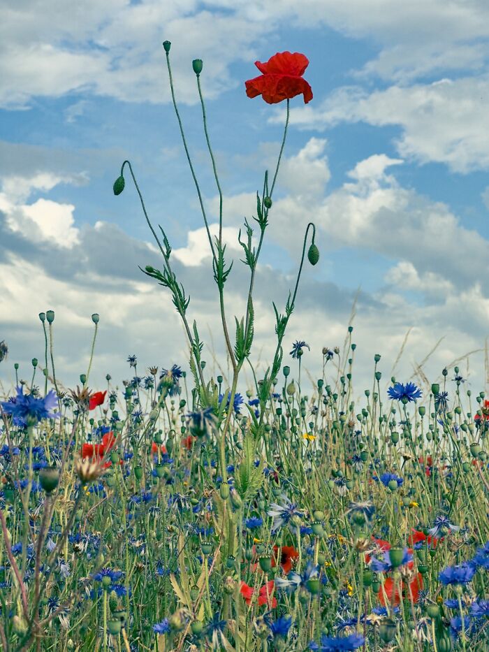 A beautiful iPhone photography awards winning photo of a field of red poppies and blue cornflowers under a cloudy sky.