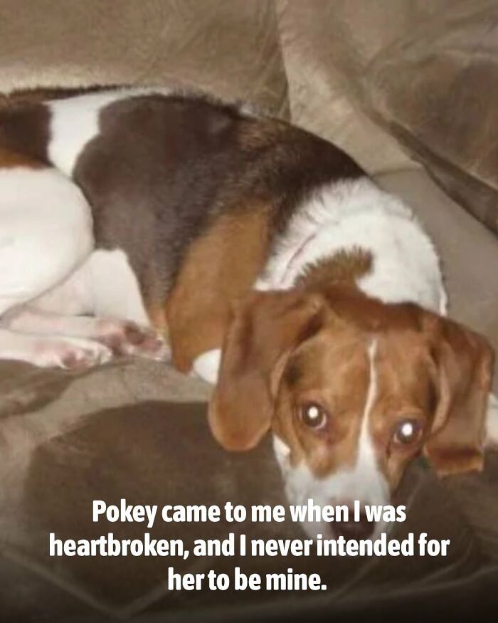 A sweet beagle dog, one of the animals whose lives changed after someone helped them.