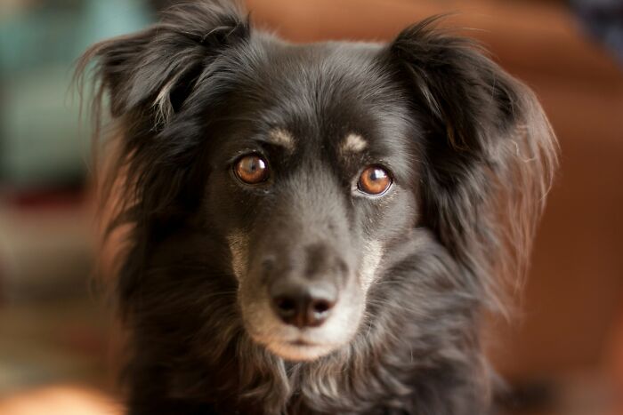 A close-up of a dog's face with questioning eyes, reflecting the curious nature of kids' questions.
