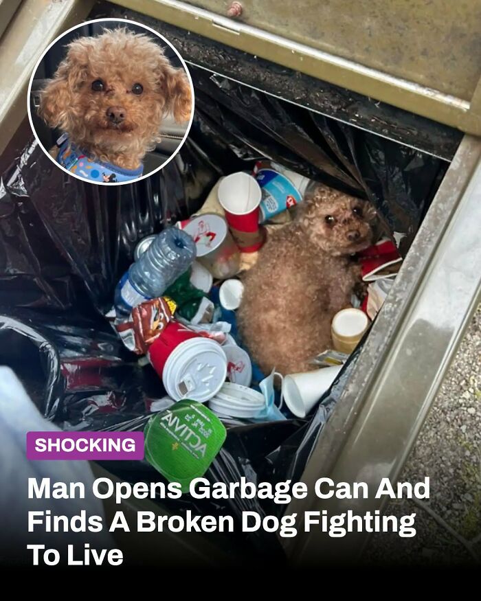 A small brown dog abandoned in a garbage can; an inset shows the dog after being rescued. Animals whose lives changed.