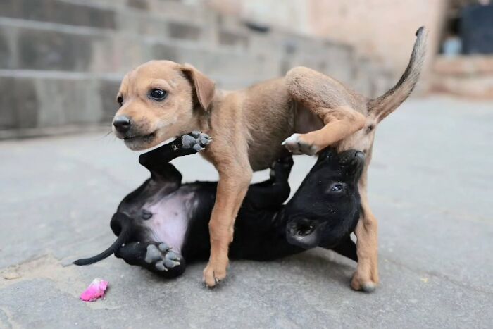 Two adorable puppies playing on a paved surface, one light brown puppy standing over a black puppy lying on its back, capturing an engaging street photo of animals.
