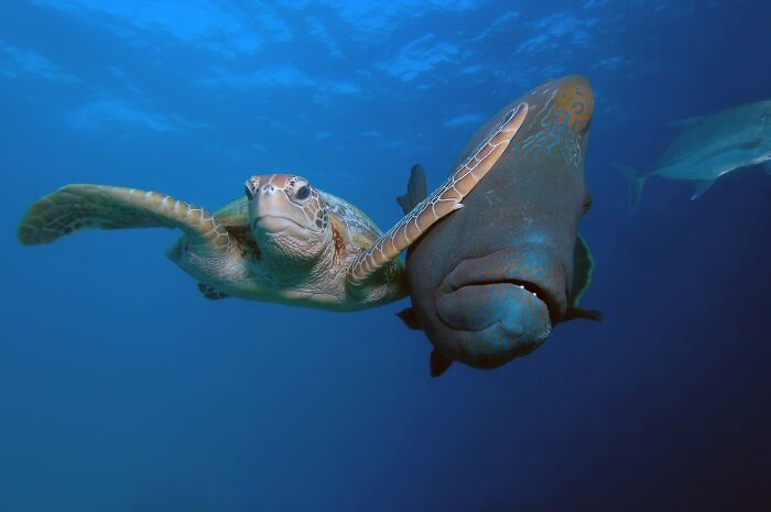 A funny animal photo of a sea turtle swimming alongside a large fish in blue water.