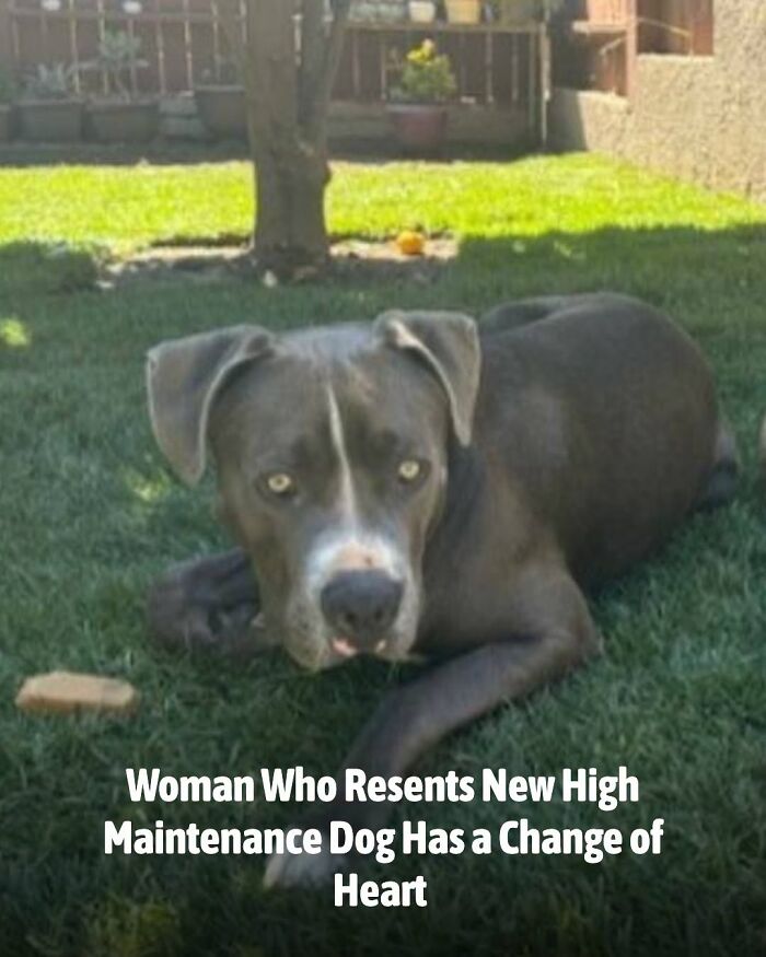 A grey pit bull mix with bright eyes lying on green grass, looking at the camera. Animals whose lives changed.