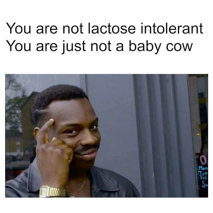A hilarious meme showing a man tapping his head, suggesting you are not lactose intolerant, just not a baby cow.