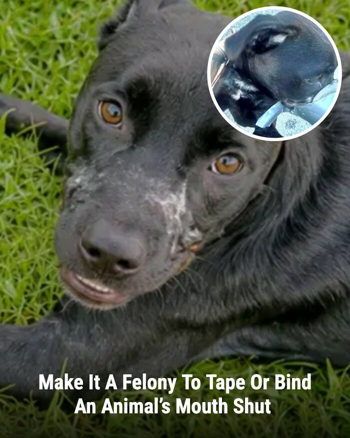 A black dog looking at the camera with its tongue out. The image also shows a smaller image of a dog's life that changed.