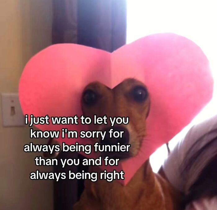 A small dog wearing a pink heart-shaped hat, representing hilarious memes.