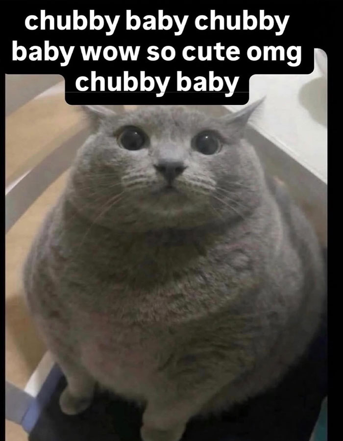 A funny cringe meme of a very round, chubby gray cat with large eyes looking at the camera.