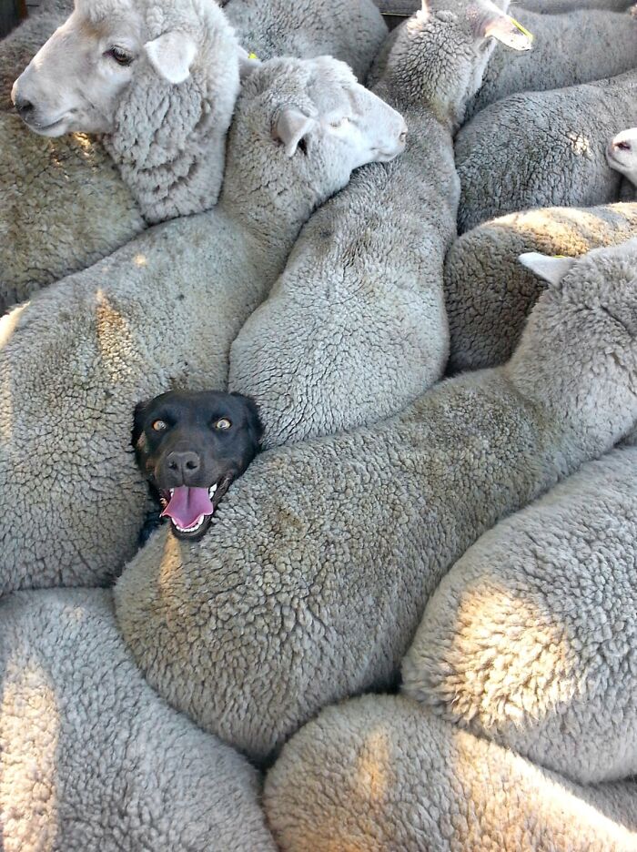 A black dog playfully emerging from a flock of sheep, among the funniest animal photos.