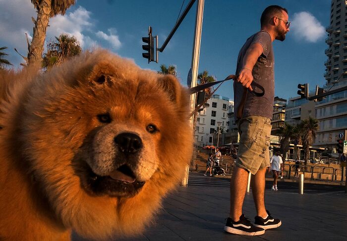 This Photographer Roams The Streets Looking For Unforgettable Dog Moments, And Here Are 50 Of His Best Finds