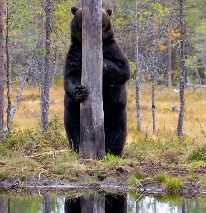 A funny animal photo of a bear standing on its hind legs, hugging a tree, reflected in a pond.