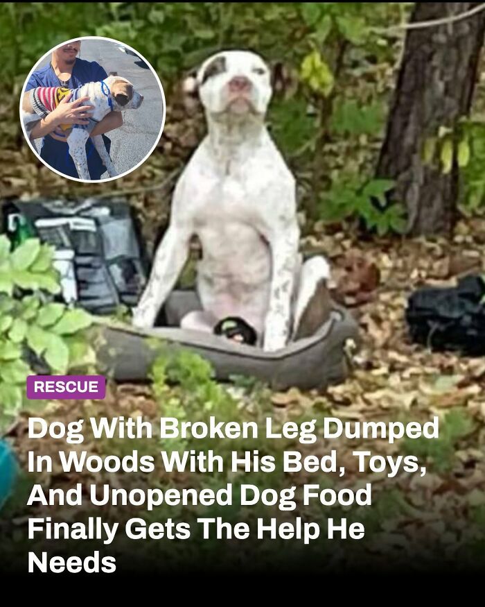 A white dog sitting in a dog bed in the woods with its broken leg. Inset shows a person holding the animal whose life changed.