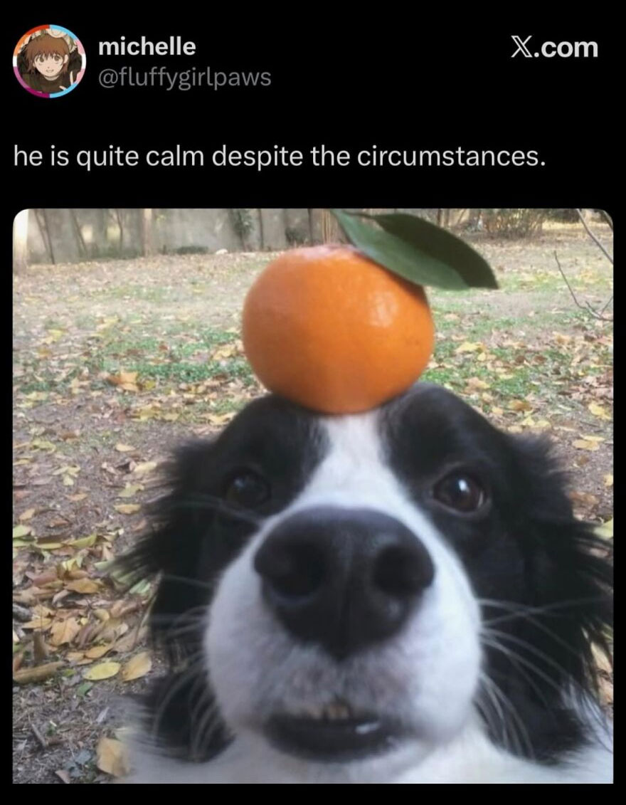 A hilariously unhinged screenshot of a dog with an orange on its head looking calmly at the camera.