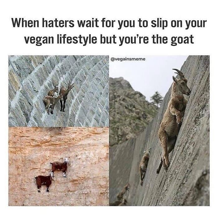 A hilarious meme with goats skillfully climbing walls, showcasing the resilience of a vegan lifestyle.