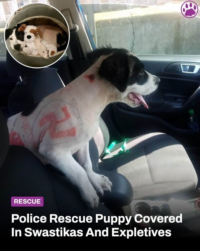 A dog with markings that look like a swastika on its fur, sitting in a car. The inset shows a small puppy whose life changed.