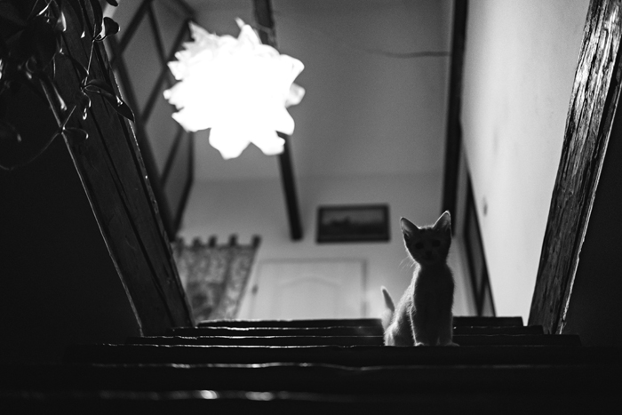 A small kitten sits on dark stairs, illuminated from above, hinting at creepy and mysterious things.