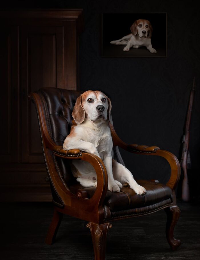 A dapper beagle sitting in a leather armchair, part of a collection of funny animal photos.