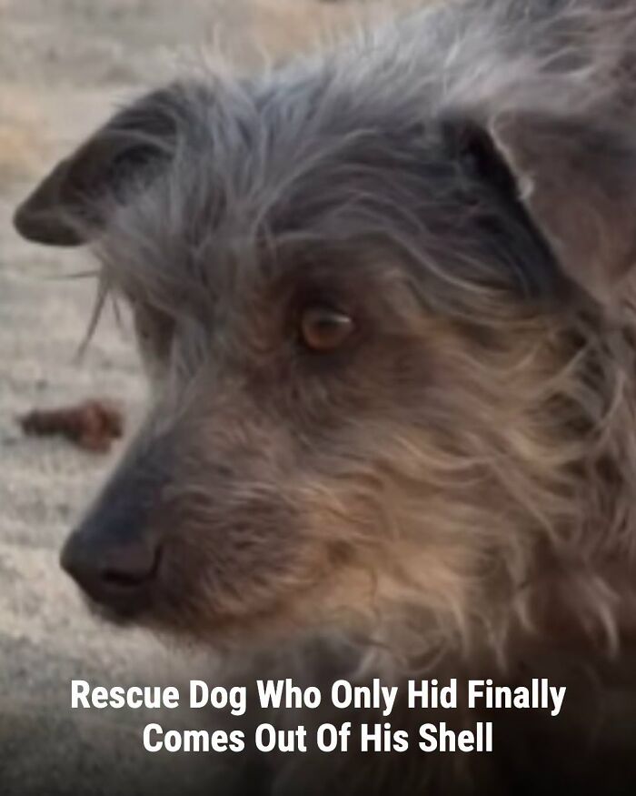 A shaggy dog with a curious expression. This animal's life changed after someone came to help.