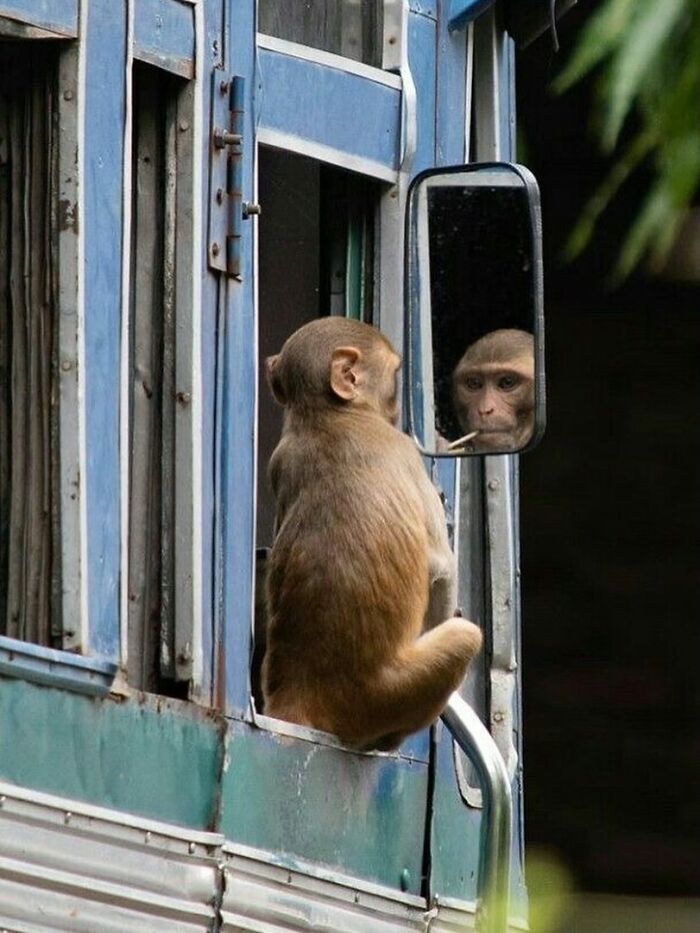 A monkey sitting on a bus window sill, looking at its reflection in the side mirror, captivating street photo of animals.