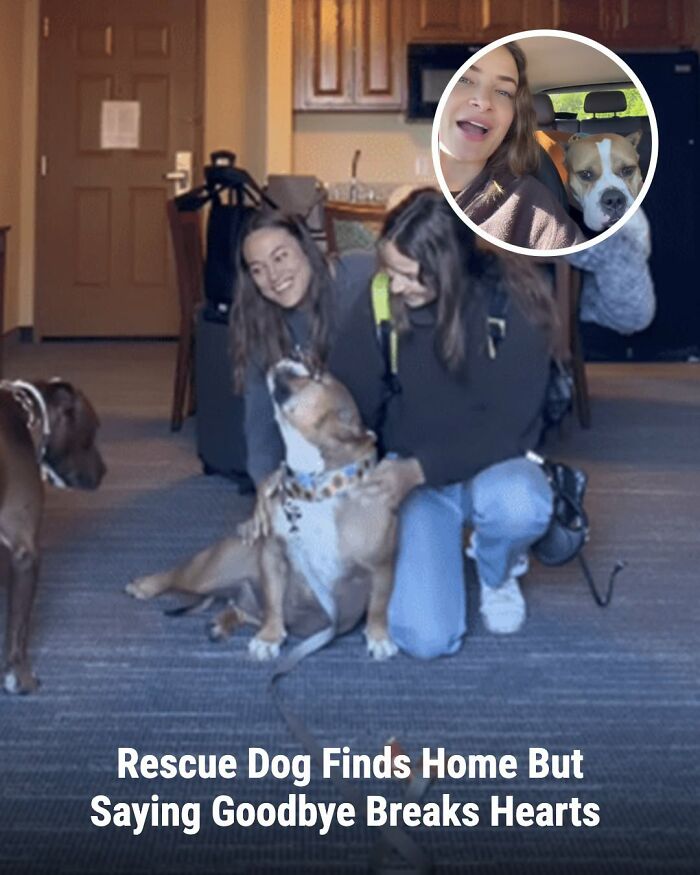 Two women smiling with a happy rescue dog indoors; an inset shows one woman and a dog in a car. Animals whose lives changed.