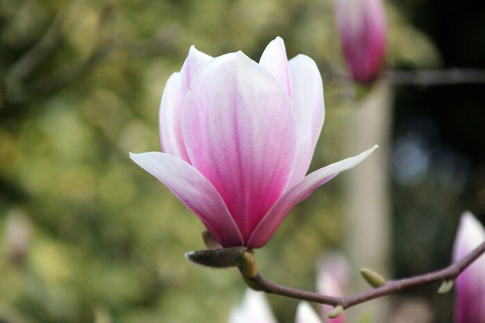A beautiful pink flower, symbolizing the wonder of questions kids asked that left parents stumped.