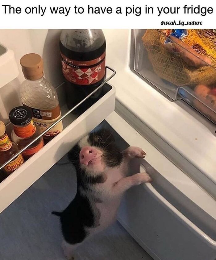 A hilarious meme of a small piglet in a fridge, humorously showing the only way for vegans to have a pig in the fridge.