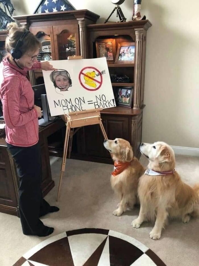 A funny dog meme of a woman teaching two golden retrievers not to bark when she is on the phone, shared by Dog Memes Galore.