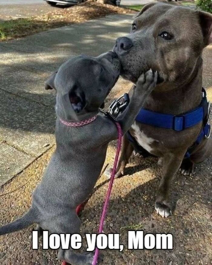 This Facebook Page Shares The Funniest And Cutest Animal Memes On The Internet, And Here Are 50 Of The Best Ones