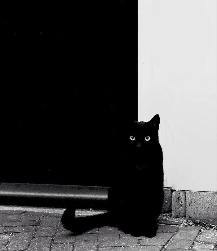 Black cat blending into a black and white background in iPhone photography awards
