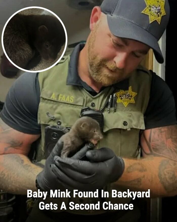 A man in a uniform holding a small baby mink, whose life changed after someone came to help.